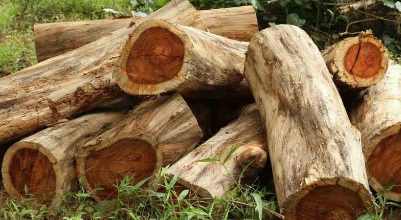 മുട്ടില് മരംകൊള്ള: പുനരന്വേഷണം അനിശ്ചിതത്വത്തില്; ഫയല് കൈമാറാത്ത റവന്യൂ വകുപ്പിന്റെ നീക്കത്തില് ദുരൂഹത